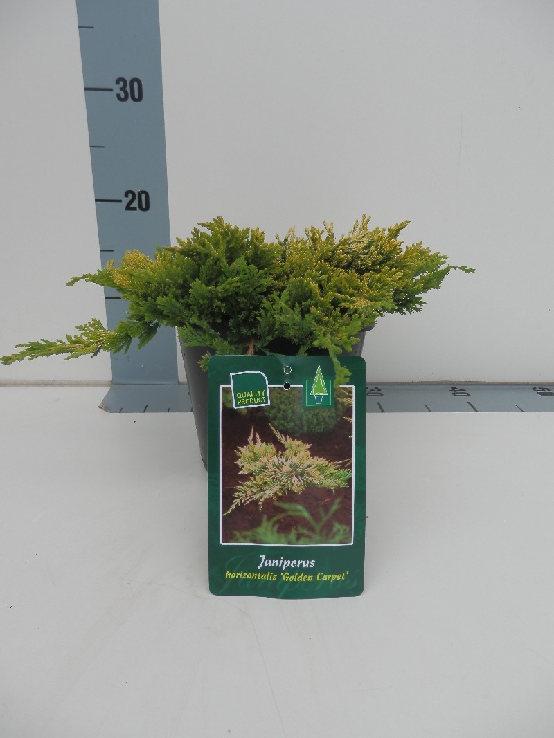 Можжевельник горизонтальный Голден Карпет